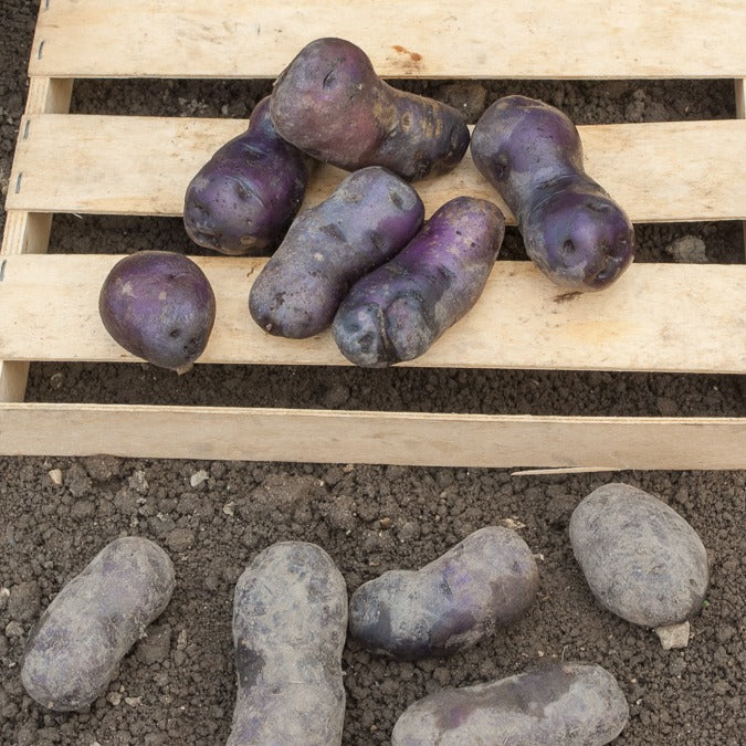 Bakker Pommes de terre Bleue d'Artois plants 10 plants