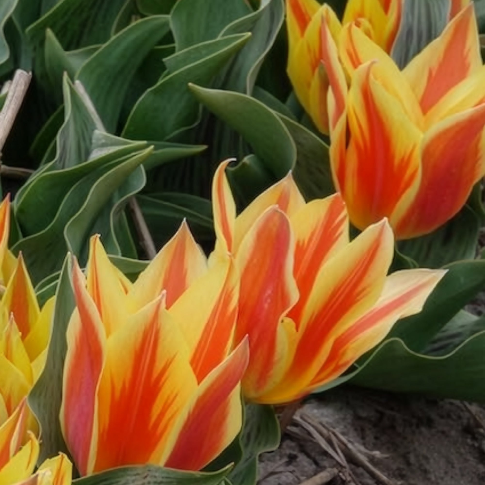 Bakker Winnipeg tulipe botanique sachet 10 bulbes rouge