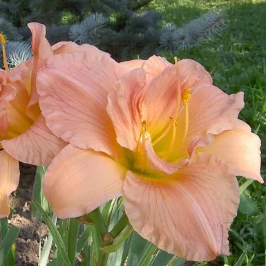Passion Vivaces Hemerocallis Dancing Shiva hémérocalle 1L rose