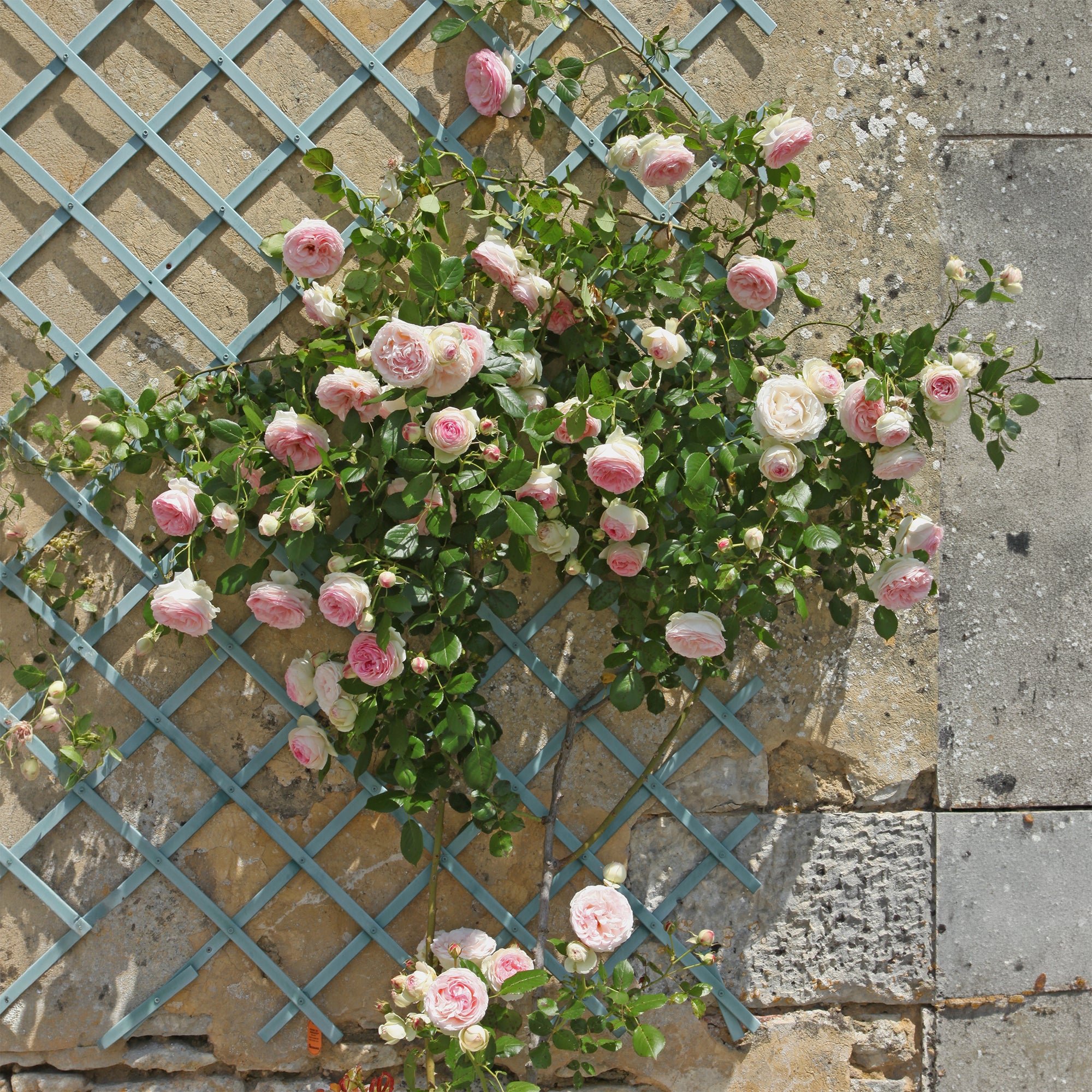 Bakker Rosiers Pierre de Ronsard rosier grimpant pot 4L rose