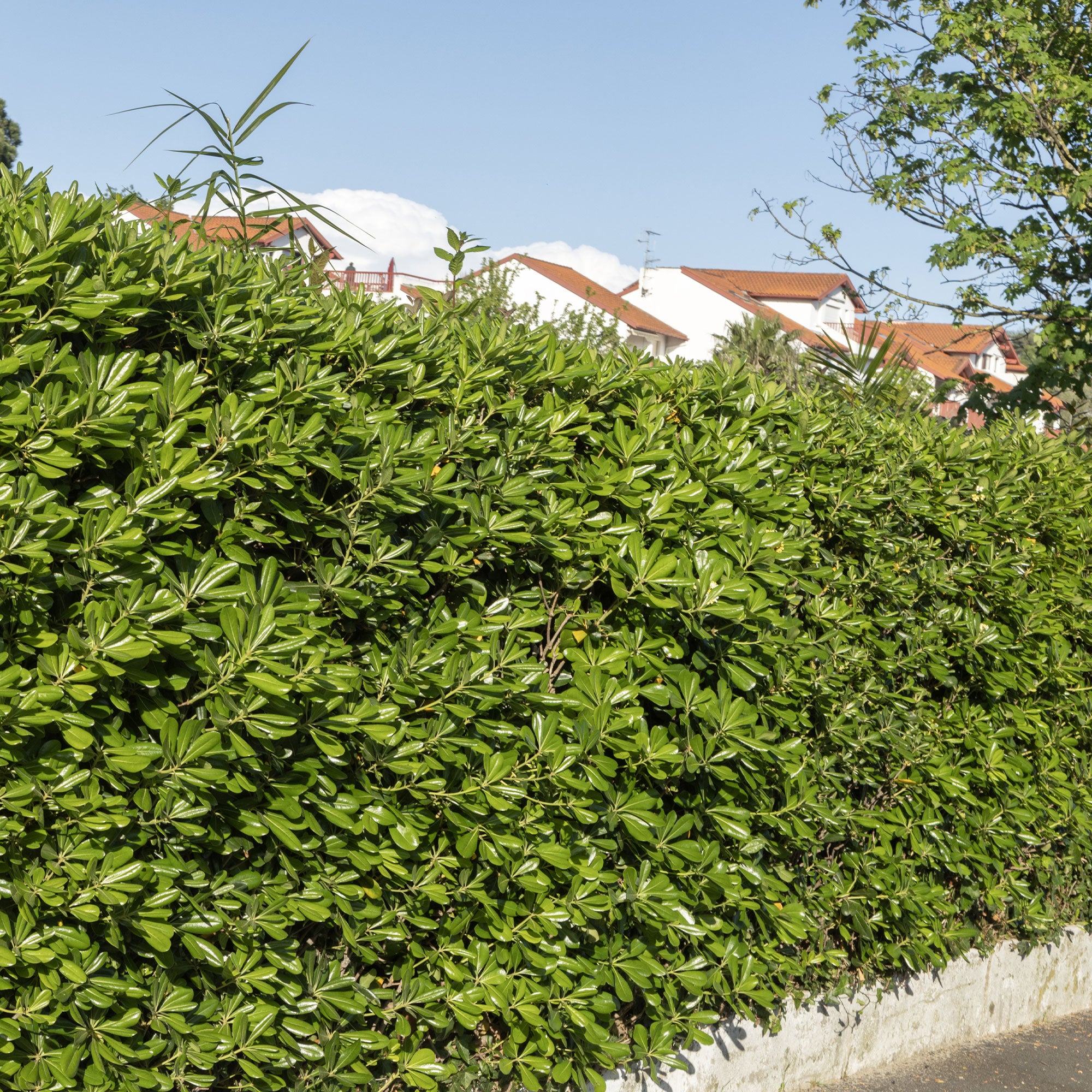 Bakker Pittosporum tobira arbuste pot 2L 25-30cm parfumé