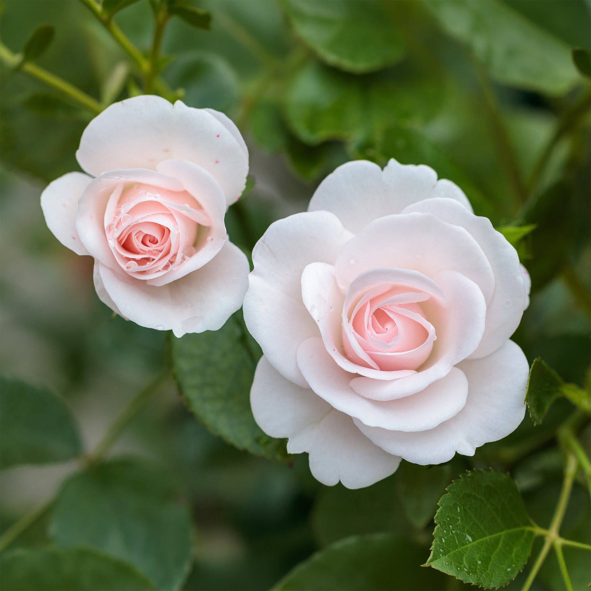Bakker Rosier Aspirin Rose fleur blanche pot 3L 15-40cm