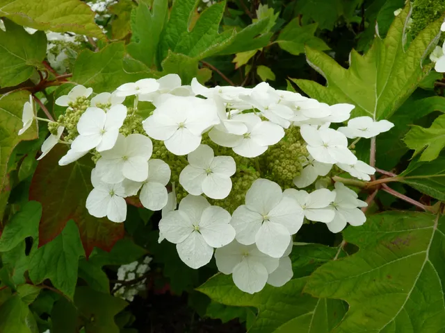 Alice Hydrangea quercifolia hortensia godet jardin
