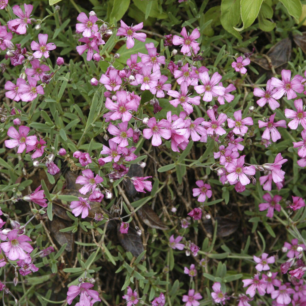 Bakker Gypsophile Rosea rampant fleur rose pot 9cm couvre-sol