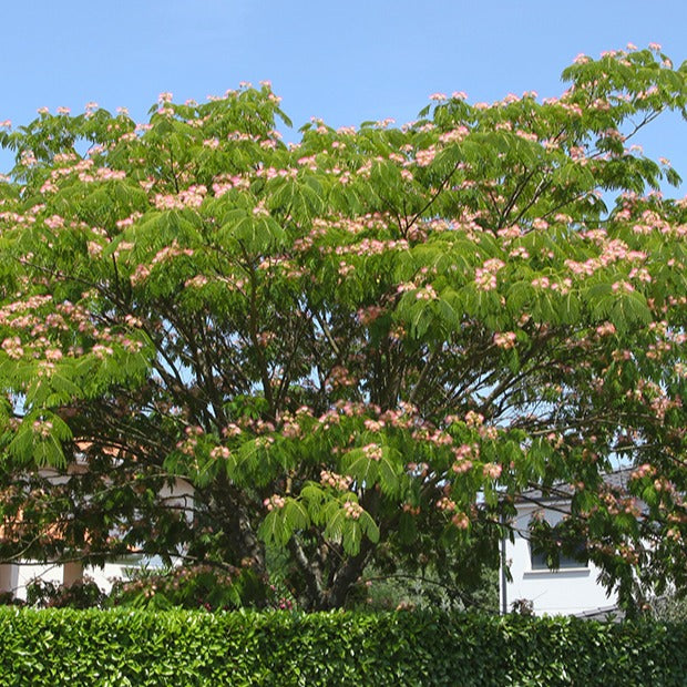 Bakker Albizia Rose arbre à soie pot 2L fleurs roses