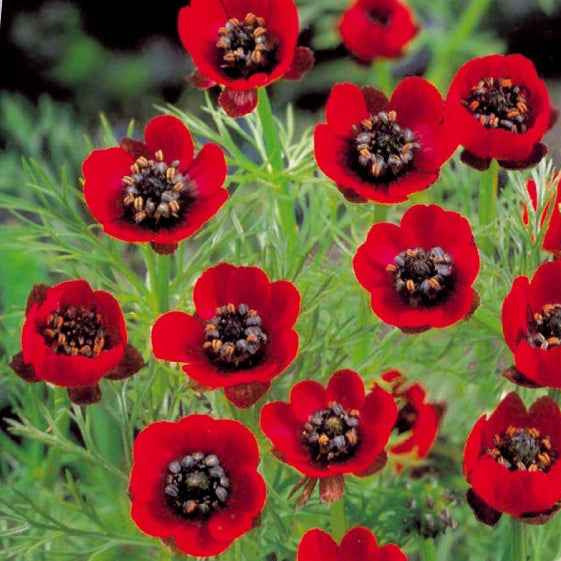 Bakker Deep Red graines adonis d'été rouge 2 g