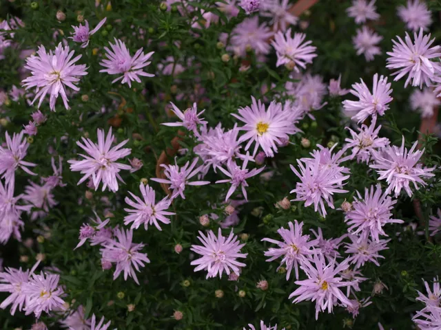 Passion Vivaces Aster Rosenquartz plante vivace godet rose argenté