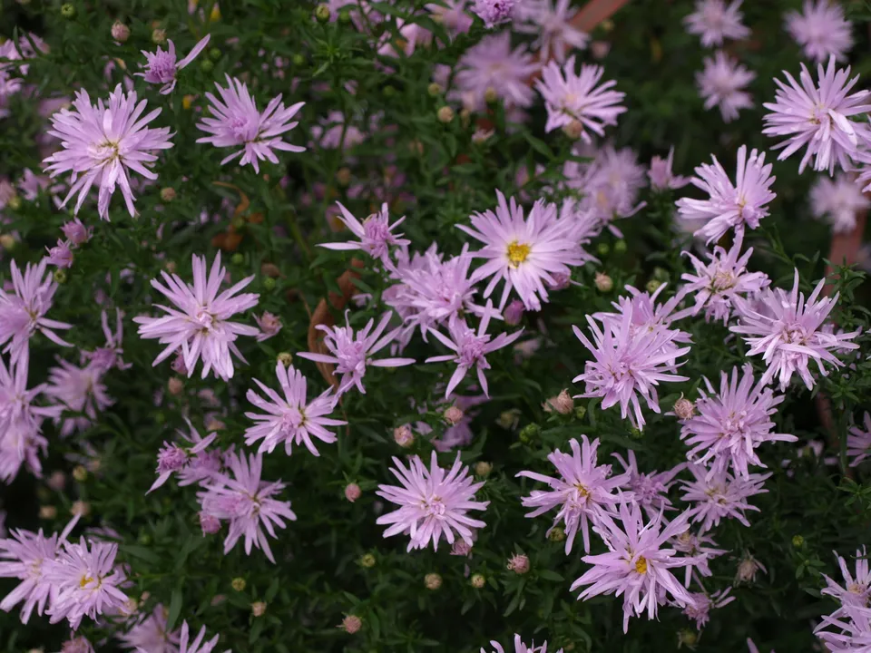 Passion Vivaces Aster Rosenquartz plante vivace godet rose argenté