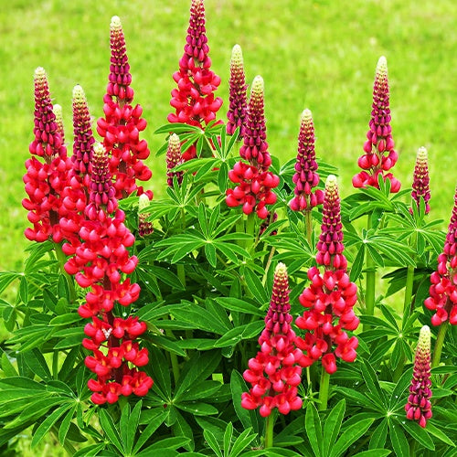 Bakker Plantes vivaces Lupins rouges paquet 3 racines nues