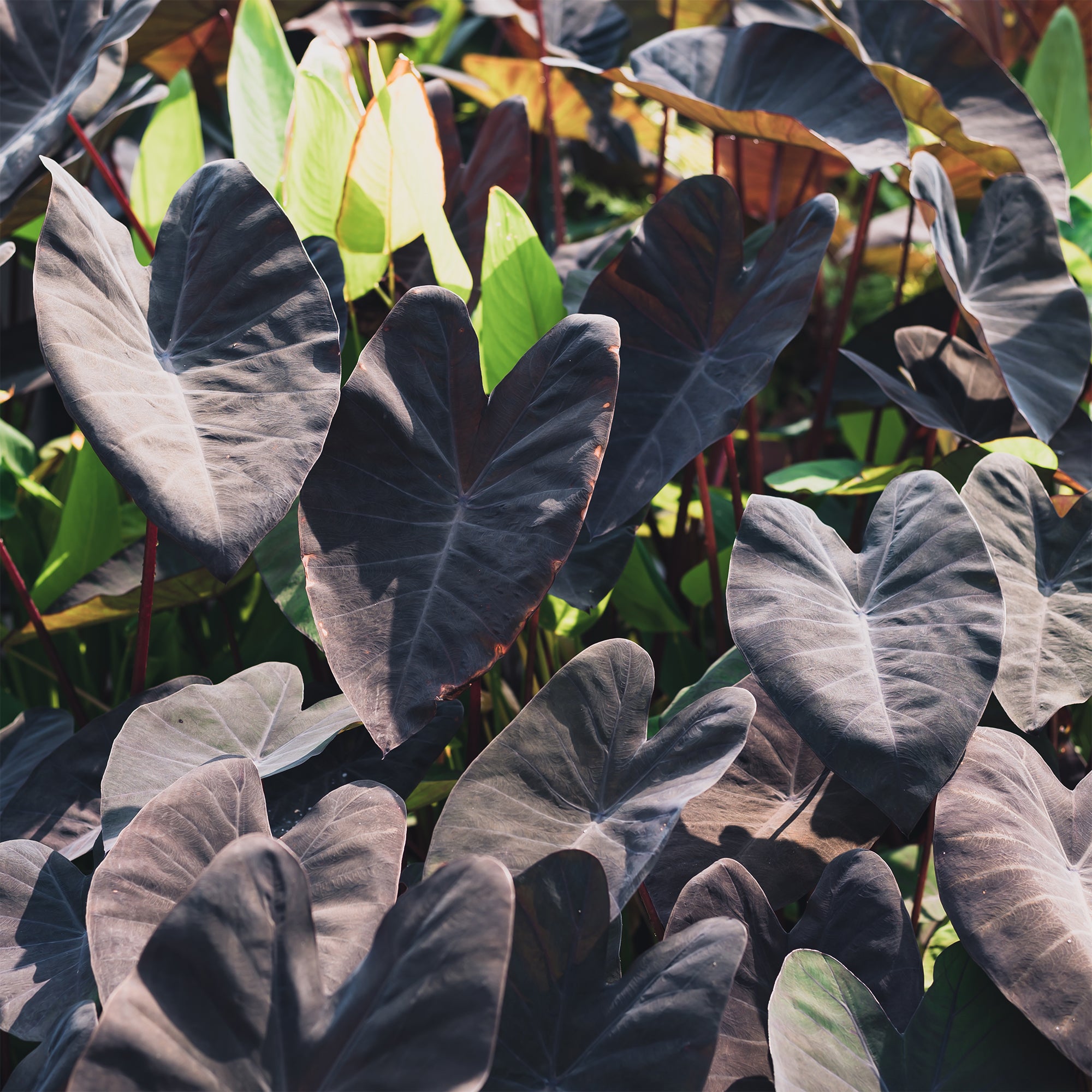 Bakker Colocasia Black Magic plante bassin pot Ø 9 cm