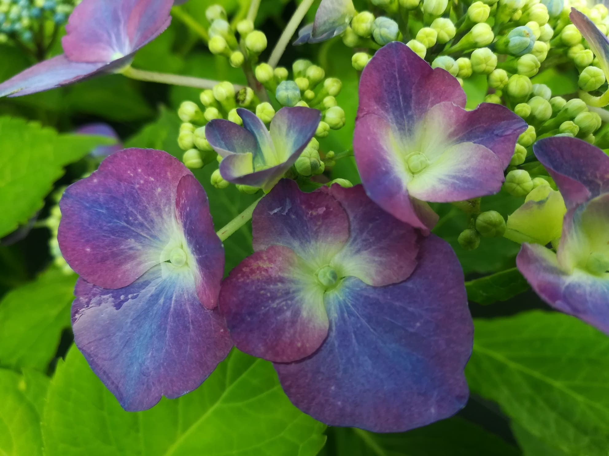 Möwe hydrangea macrophylla fleurs plates godet