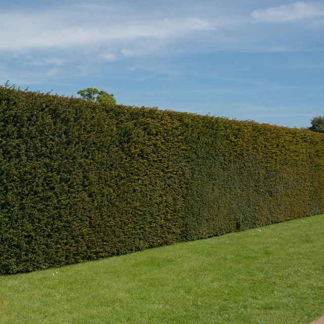 Bakker If commun Taxus baccata pot Ø 11cm haie persistante
