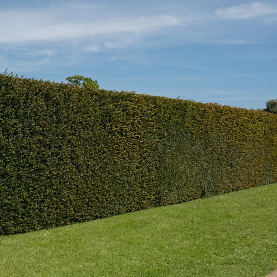 Bakker If commun Taxus baccata pot Ø 11cm haie persistante