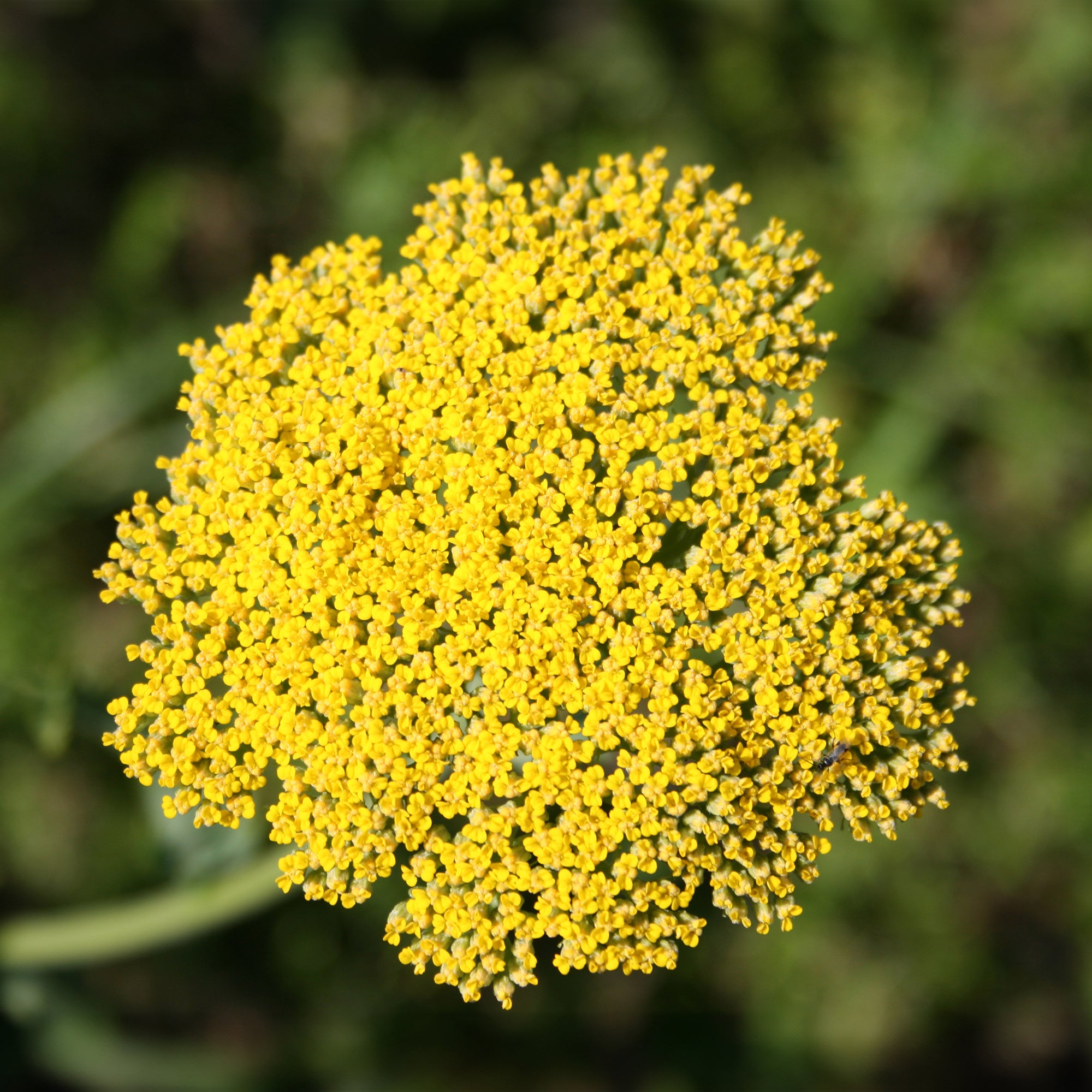 Bakker Achillée Cloth of Gold vivace jaune pot 9cm soleil