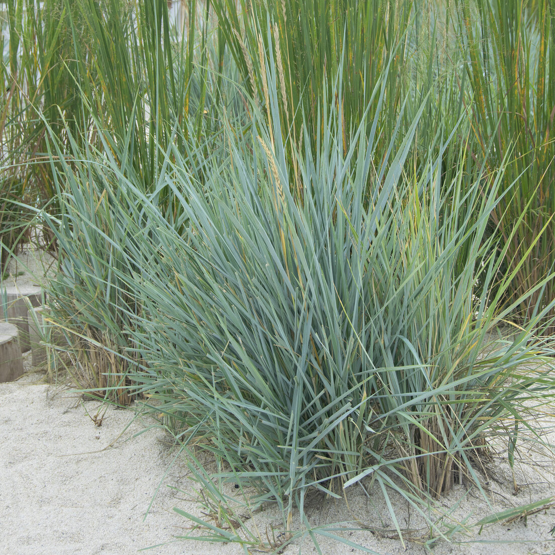 Bakker Seigle de mer Blue Dune graminée pot 9cm feuillage bleu