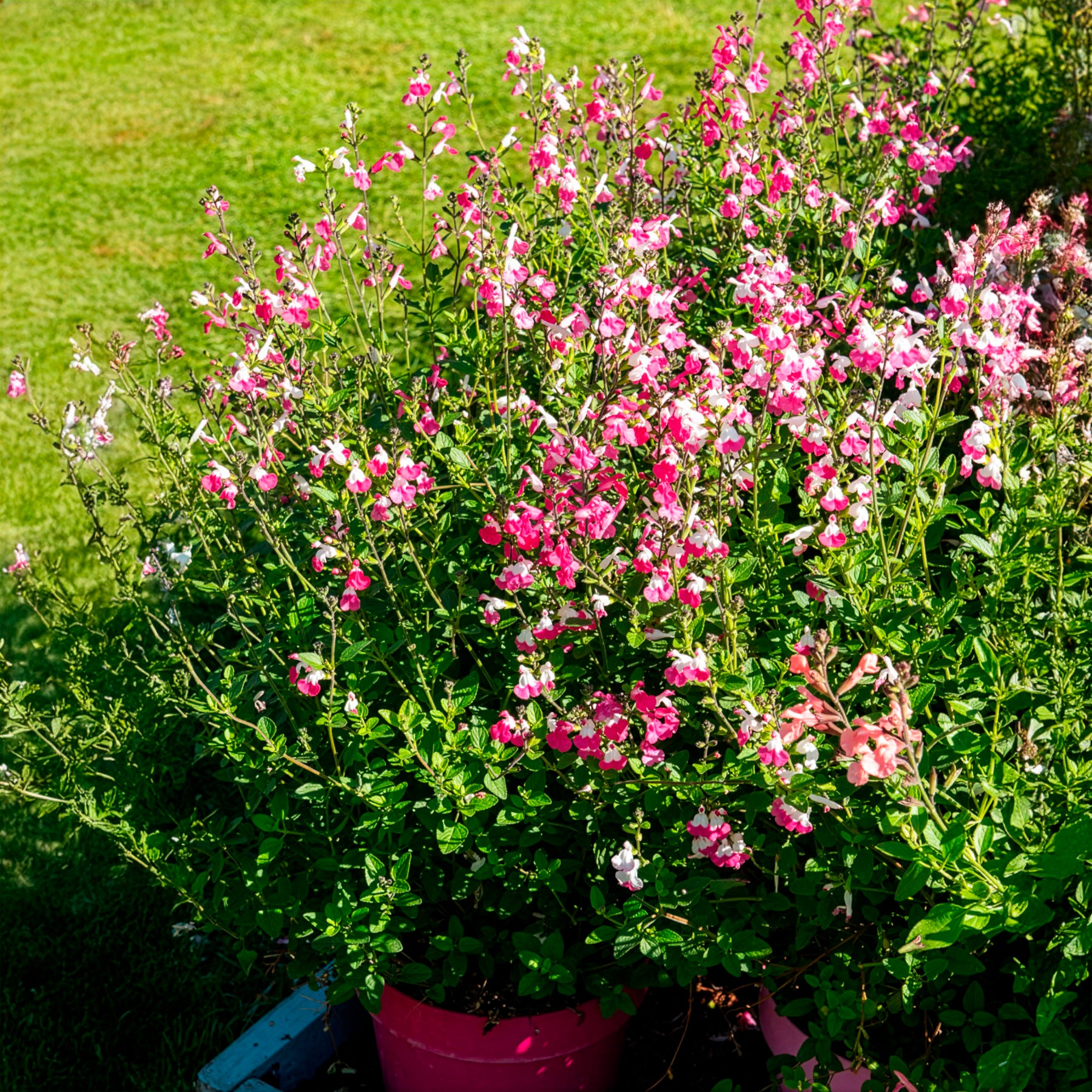 Bakker Pink Lips sauge arbustive rose pot 9cm