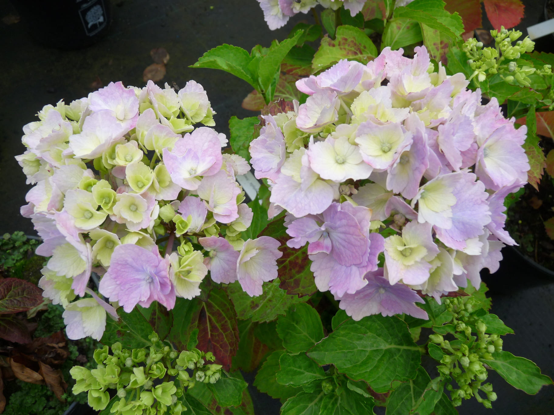 Les Hortensias du Haut Bois Amethyst hortensia boule violette pot 5 L