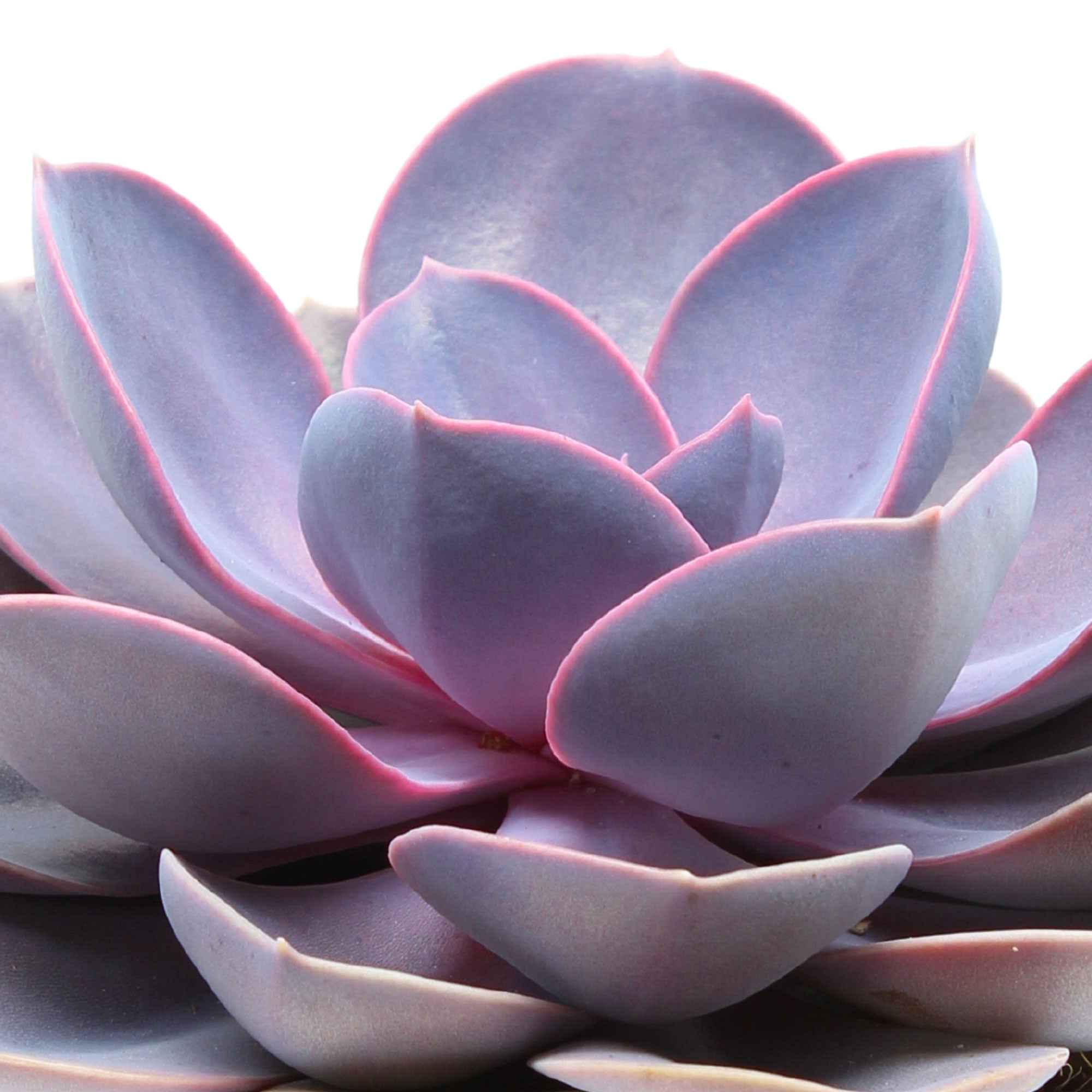 Bakker Echeveria Purple Pearl succulente pot 12cm rosace
