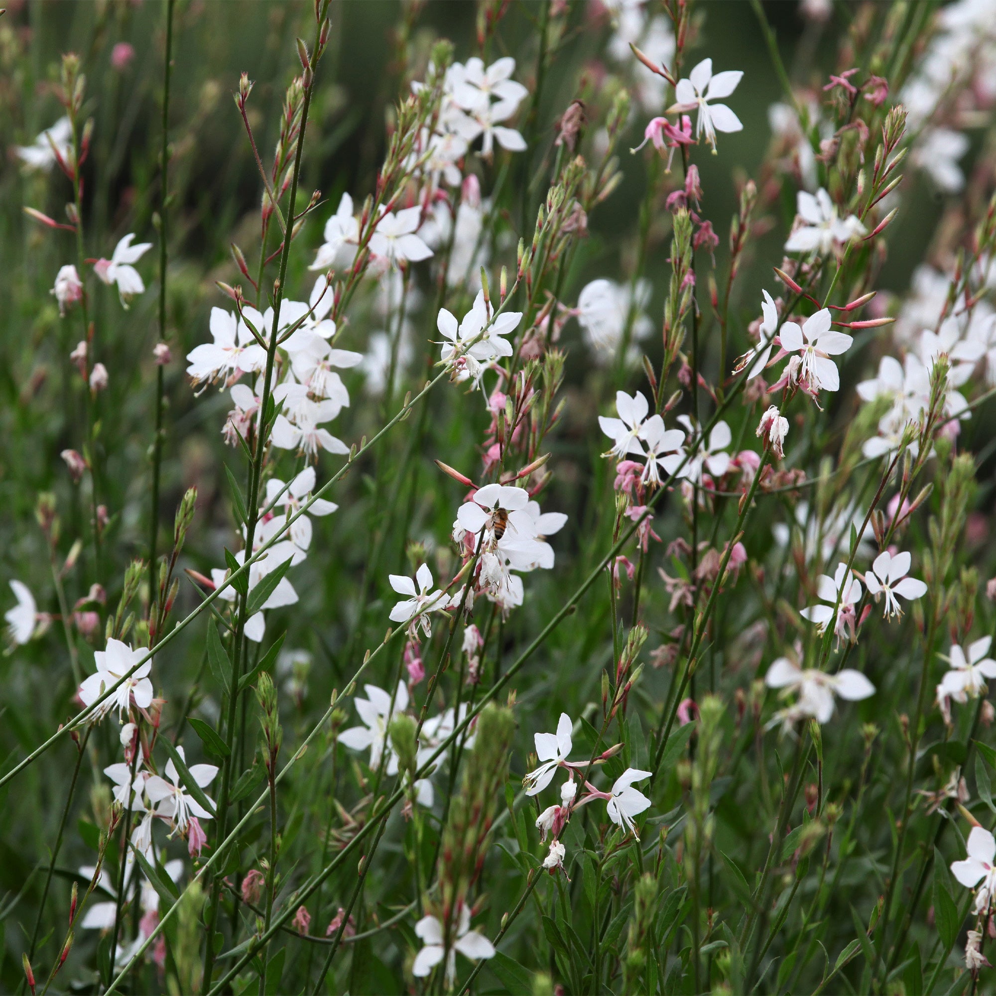 Bakker Whirling Butterflies gaura blanche 2 pots Ø9cm soleil