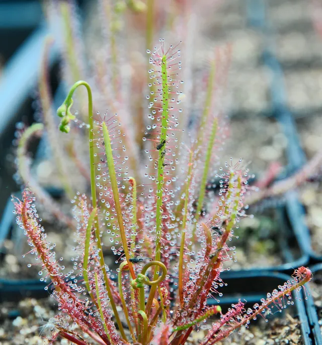 Carniflore Drosera hybrida plante carnivore pot 9 cm