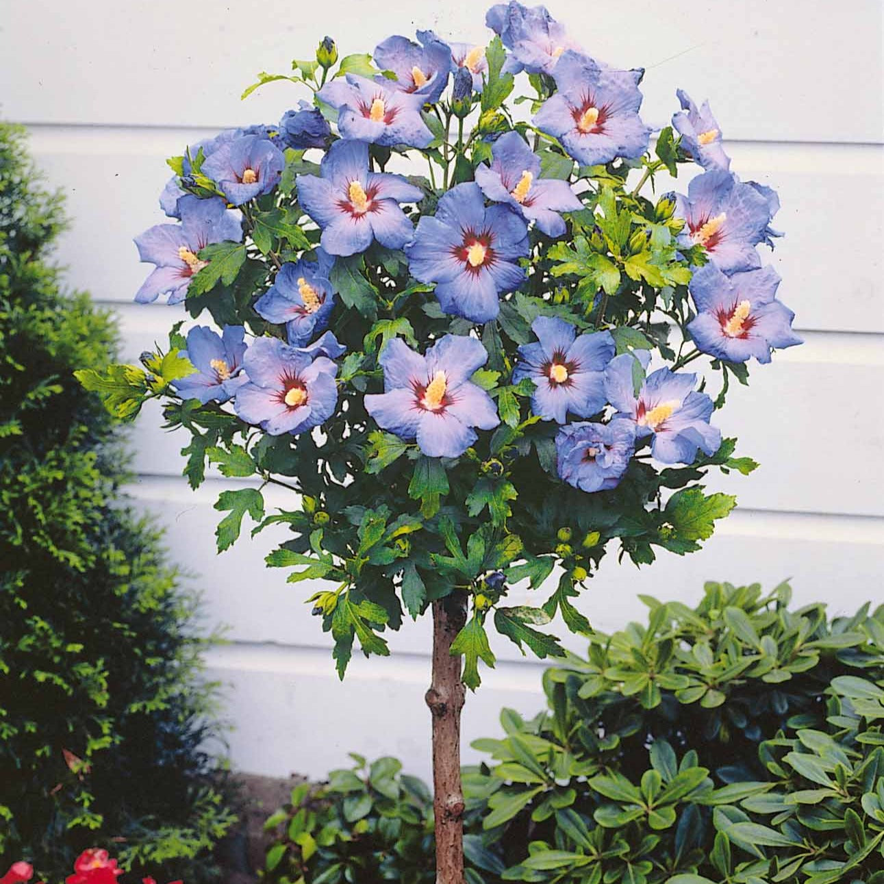 Bakker Hibiscus bleu sur tige Hibiscus syriacus arbuste pot 4L