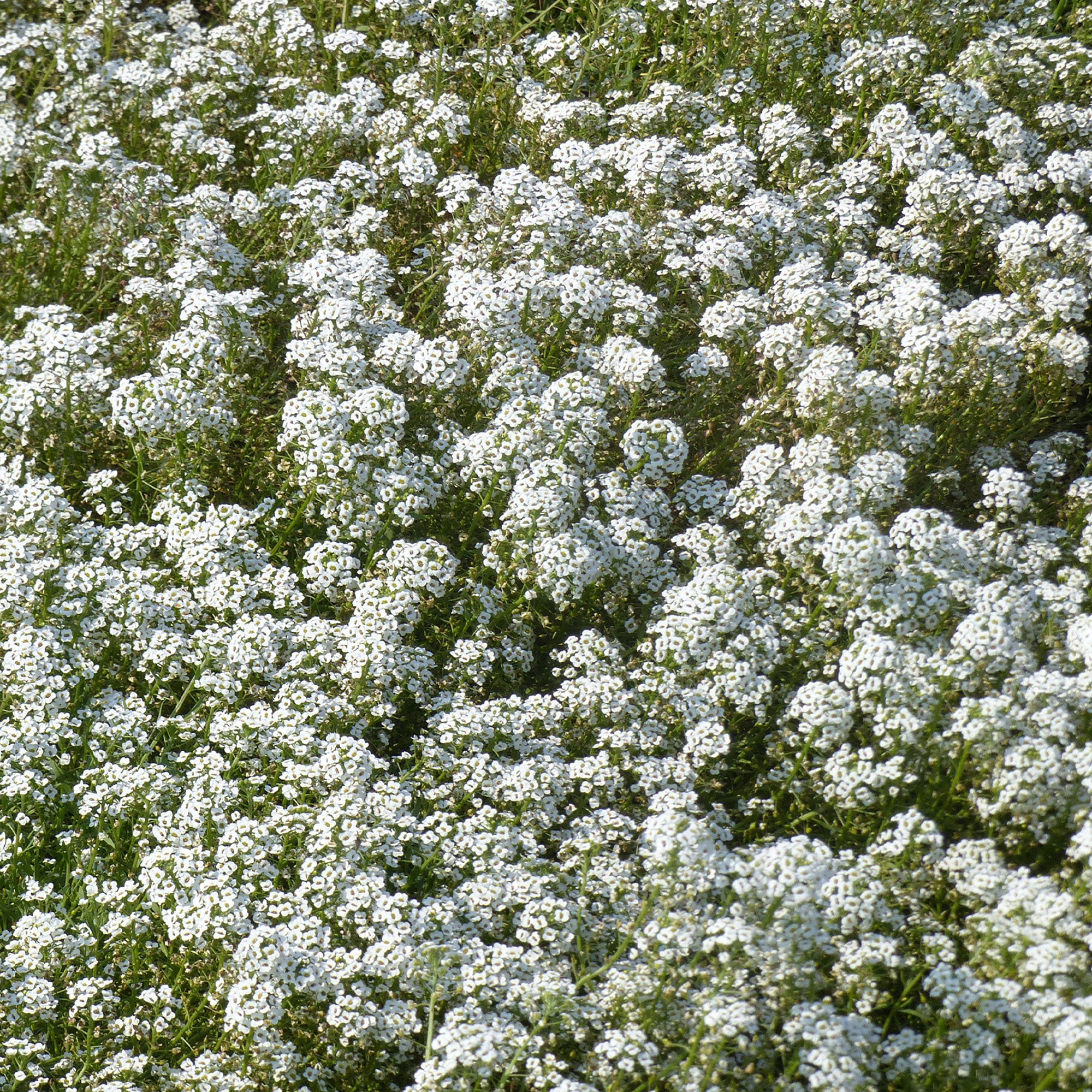 Bakker Alysse odorant graines sachet 1g fleurs blanches