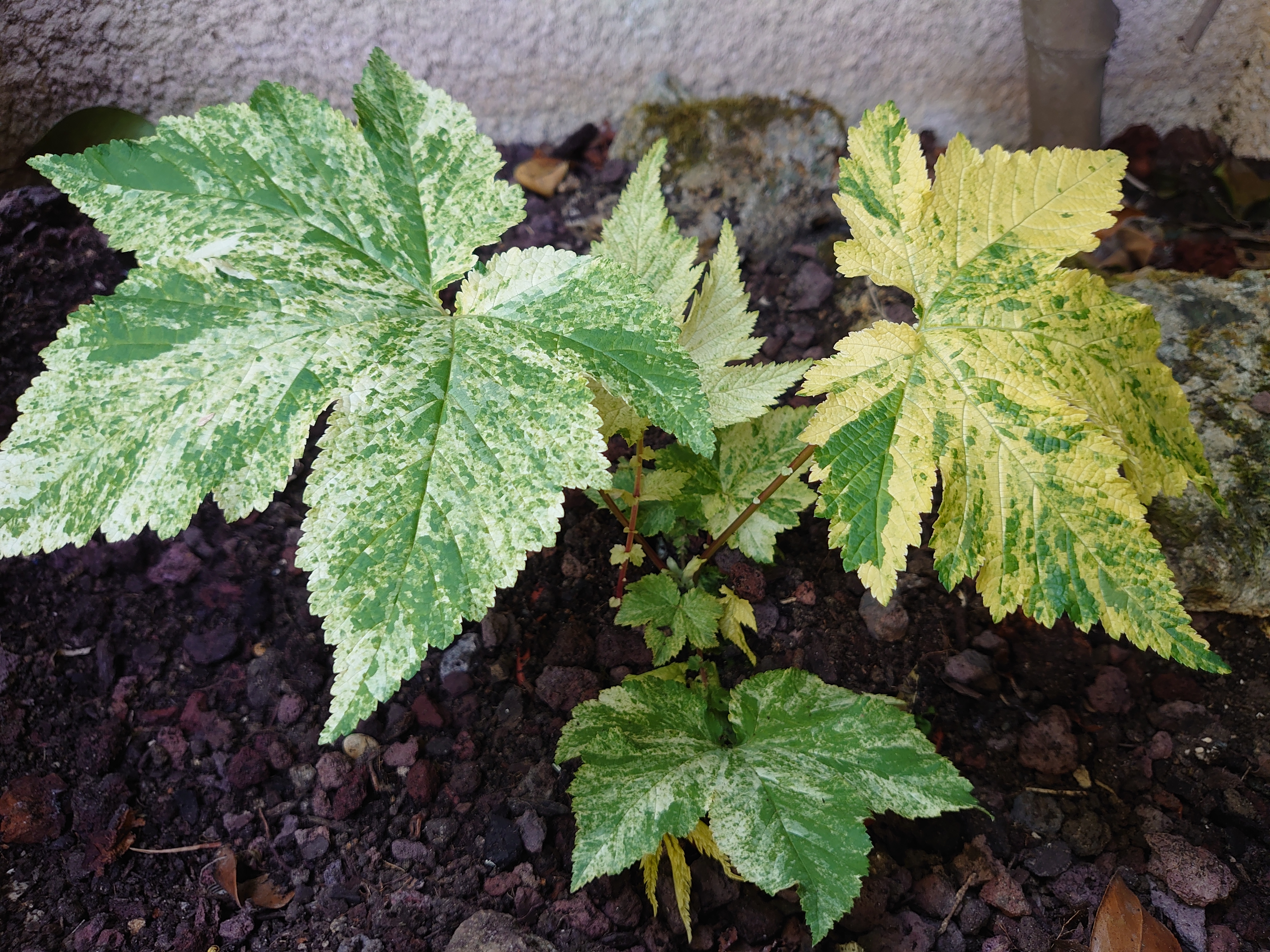 Passion Vivaces Filipendula Ki Chiri Fu vivace pot 1L panachée