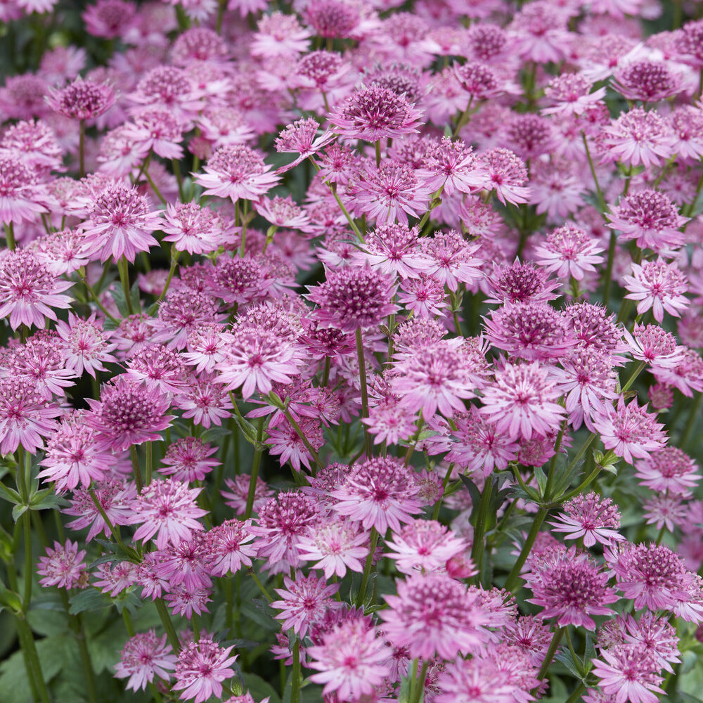 Bakker Plantes vivaces Astrance Roma pot 9cm rose longue floraison