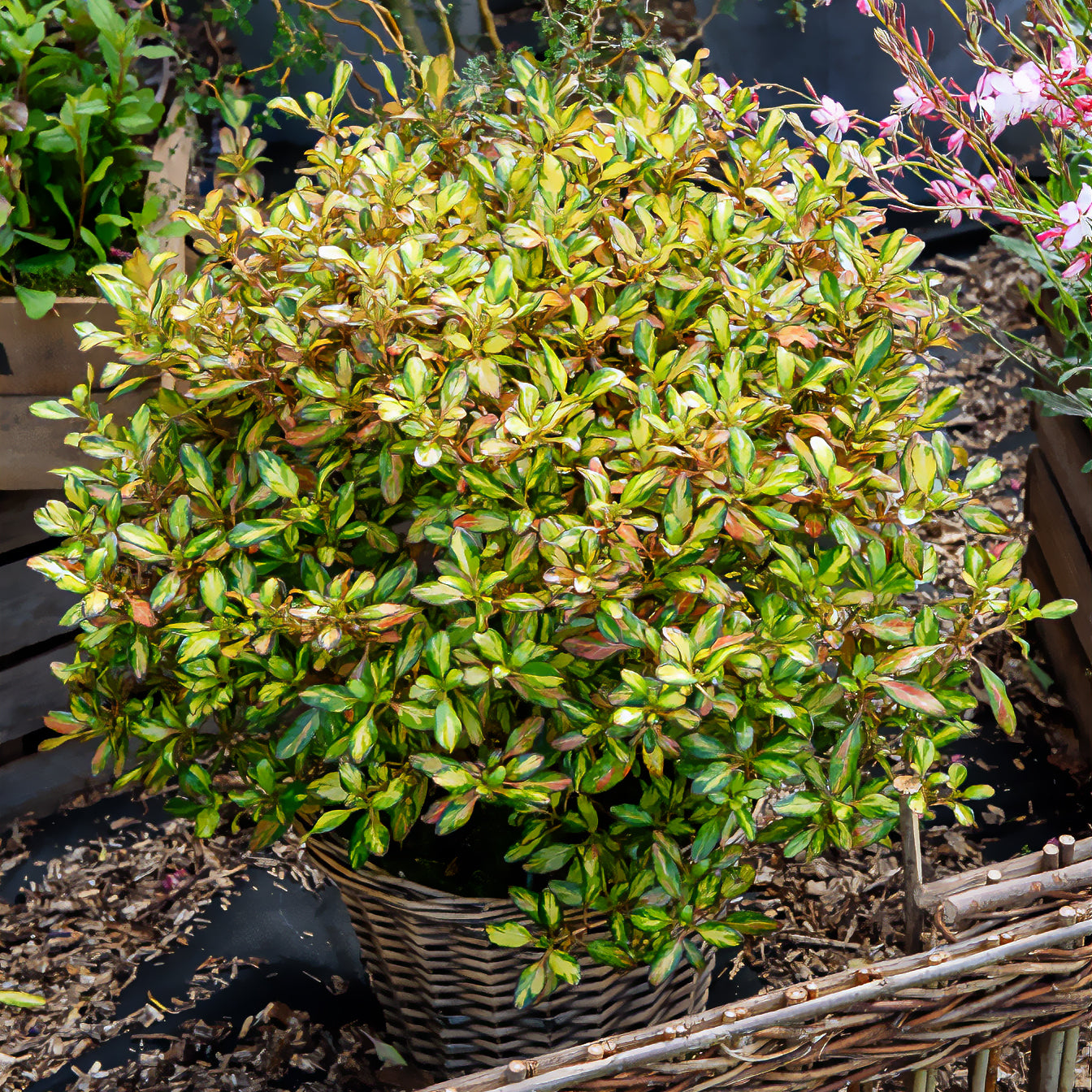 Bakker Coprosma Evening Glow arbuste pot 9cm orange