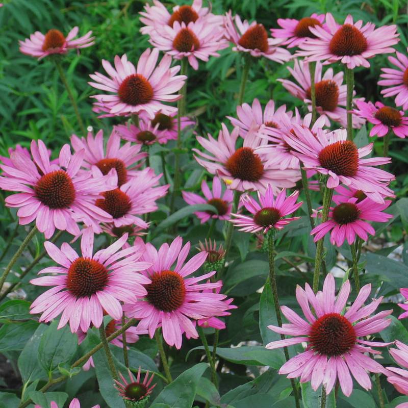 Passion Vivaces Echinacea The King plante godet rose soutenu