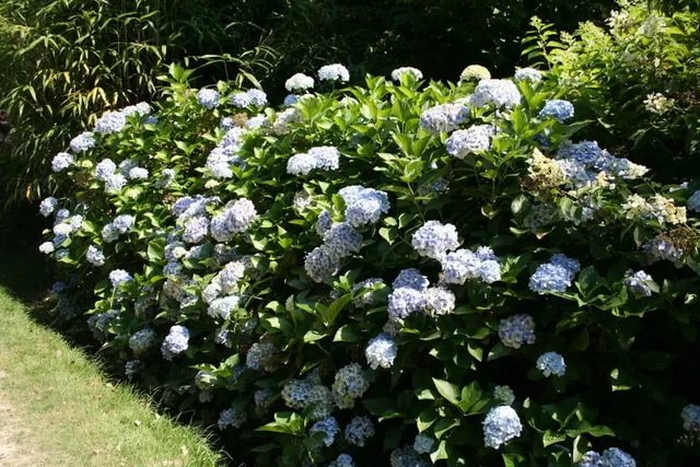 Les Hortensias du Haut Bois Seascape hortensia fleurs rondes godet