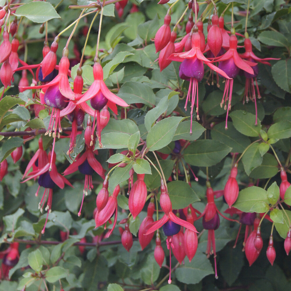 Bakker Fuchsia Mrs Popple plante terrasse pot Ø9cm rouge