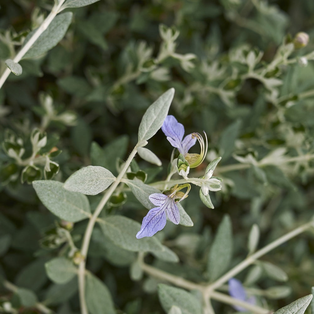 Bakker Azureum germandrée arbustive pot 2L bleu sec