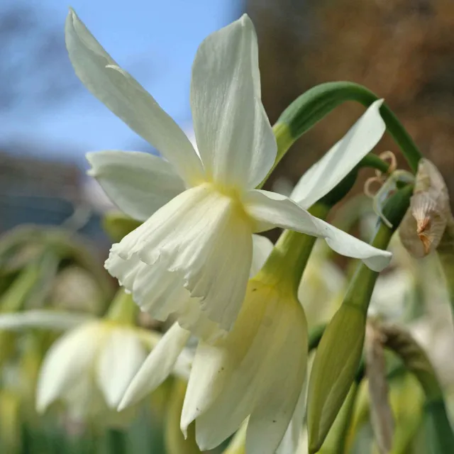 Bakker Bulbes à fleurs Narcisse Thalia bulbe blanc sachet 7