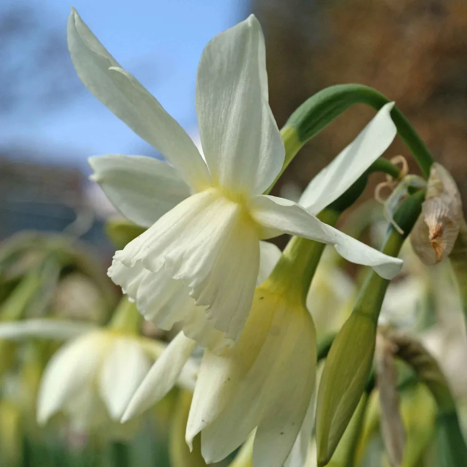 Bakker Bulbes à fleurs Narcisse Thalia bulbe blanc sachet 7