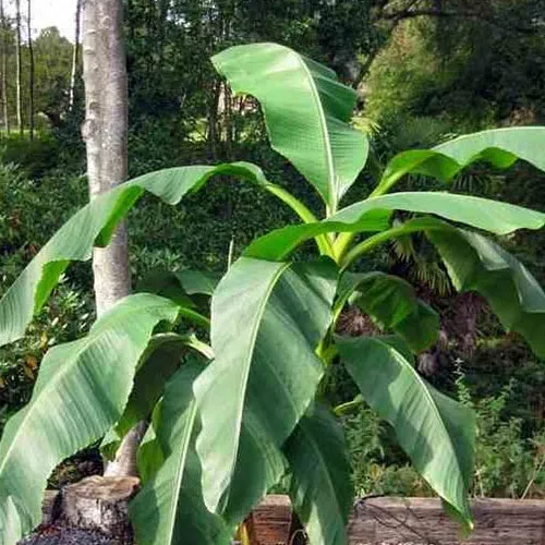 Bakker Dajiao bananier fruitier pot 1 L 15-25 cm bananes