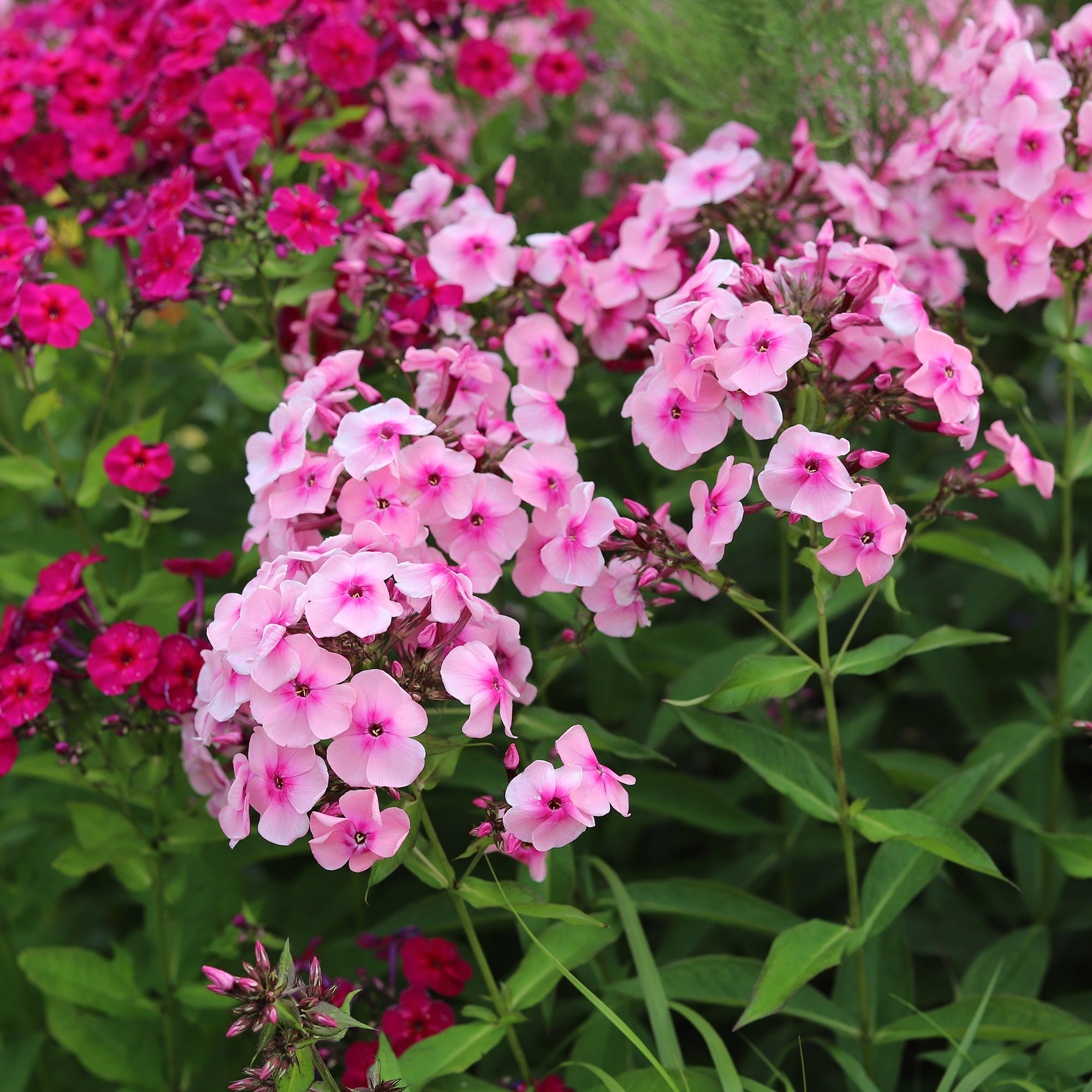 Bakker Plantes d'extérieur Massif 50 vivaces assorties 6m²