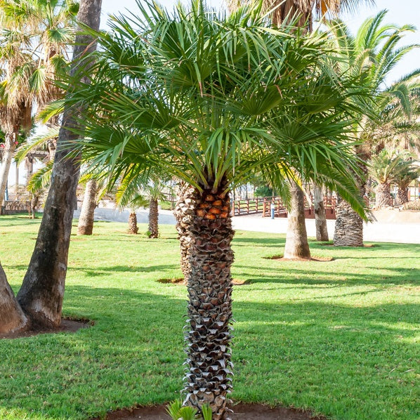Bakker Palmier à jupon Washingtonia pot Ø 10cm soleil