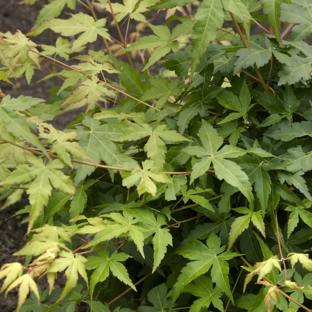 Bakker Érable Japon Bi Hoo arbuste pot 3L écorce dorée