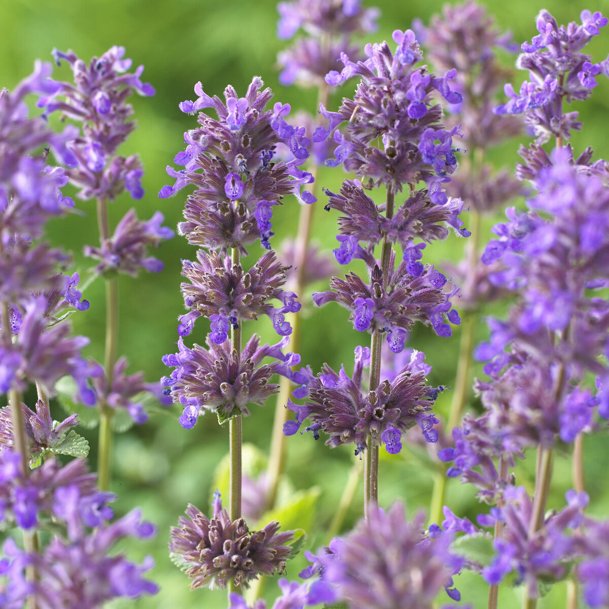 Bakker Nepeta Grog vivace pot 9cm fleurs violettes parfumées