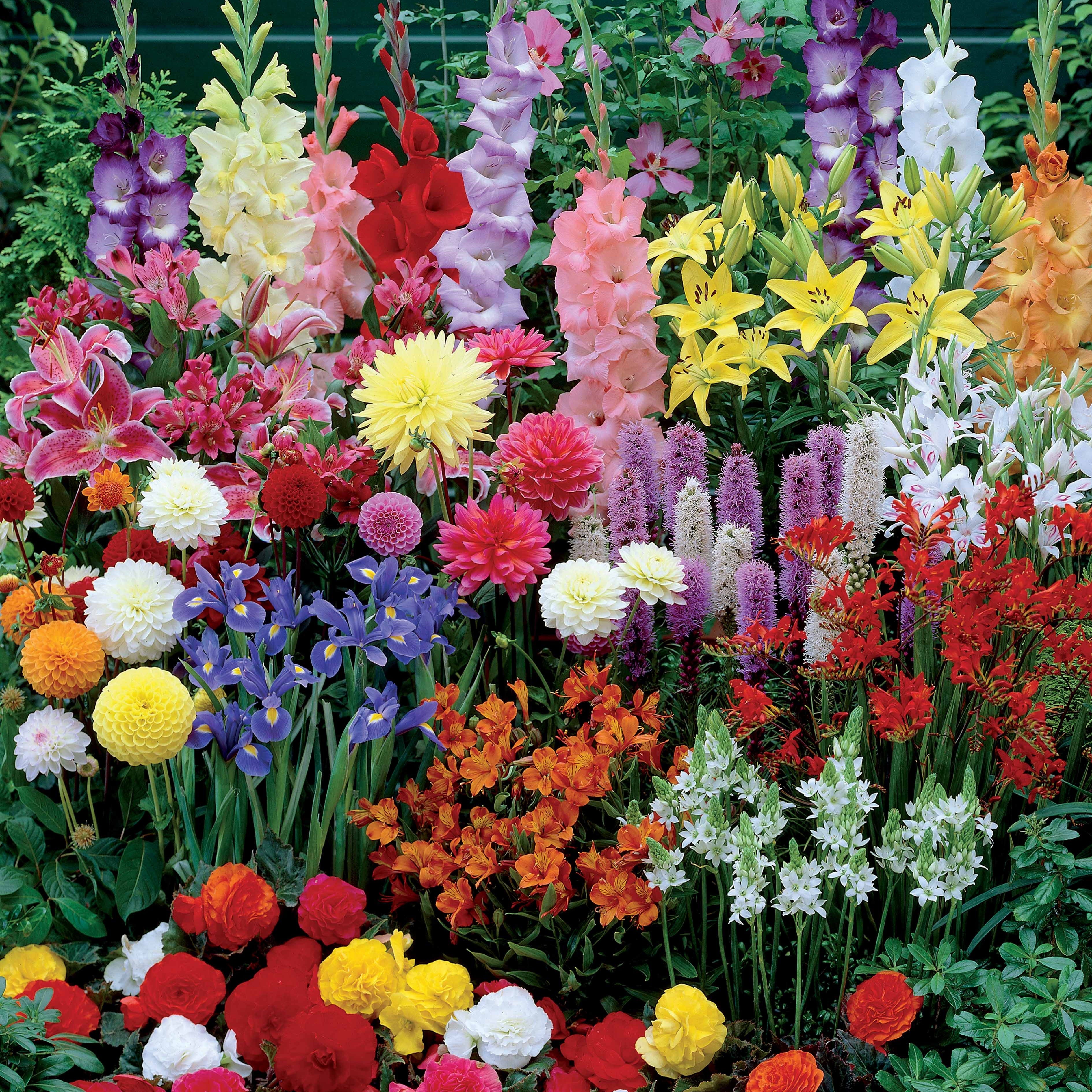 Bakker Collection Massif d'été 45 bulbes 1,5m²