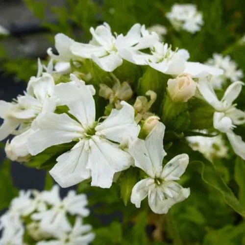 Bakker Croix de Jérusalem blanche vivace pot Ø9cm blanc
