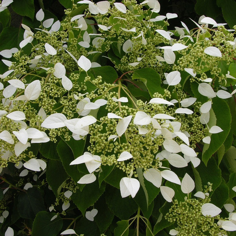 Bakker Hortensia grimpant Japon arbuste pot 1.5L blanc