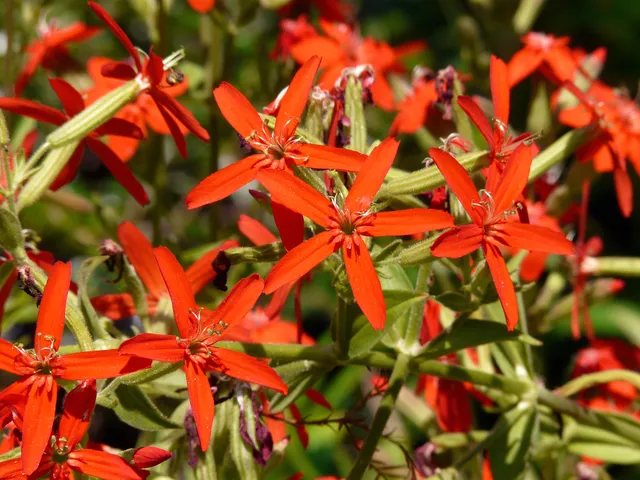 Passion Vivaces Silene regia plante vivace rouge 1 litre