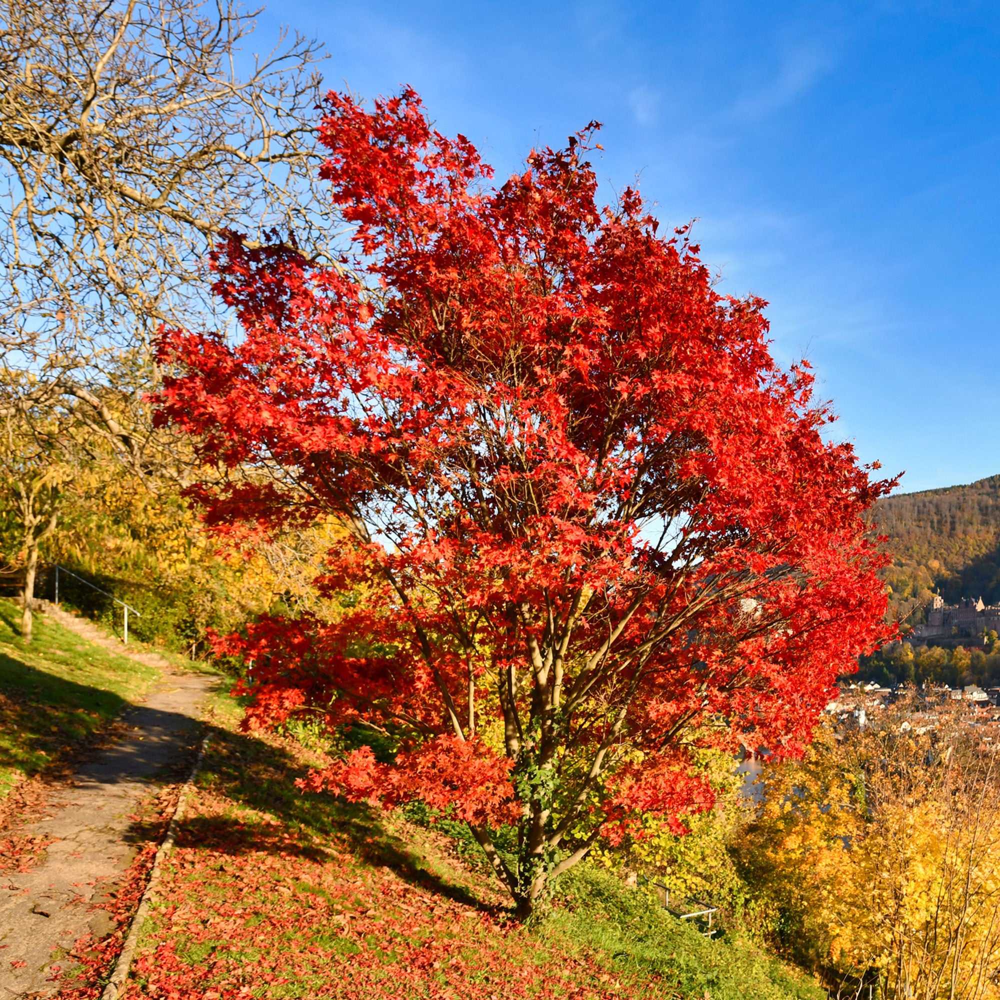 Bakker Érable du fleuve Amour pot 2L 80-100cm rouge automne