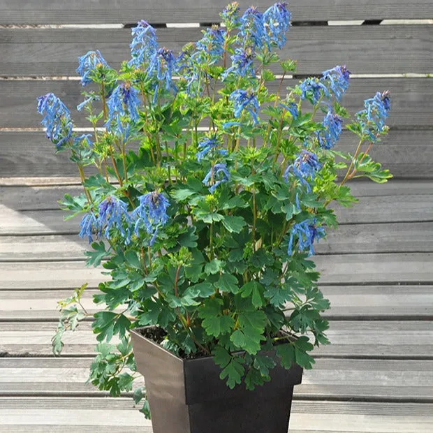 Bakker Blue Line corydale pot 8 cm fleur bleue