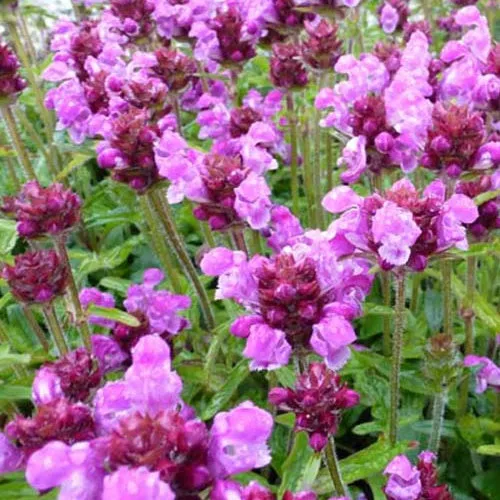 Bakker Prunelle Altenberg Rosa plante couvre-sol rose pot Ø9cm