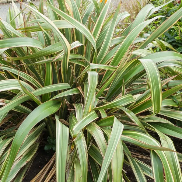 Bakker Lin Nouvelle-Zélande tricolore pot 4L exotique