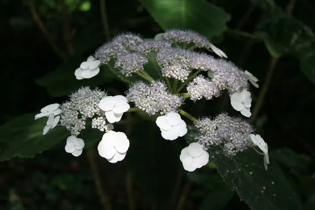 Les Hortensias du Haut Bois Sargentiana hortensia godet jardin
