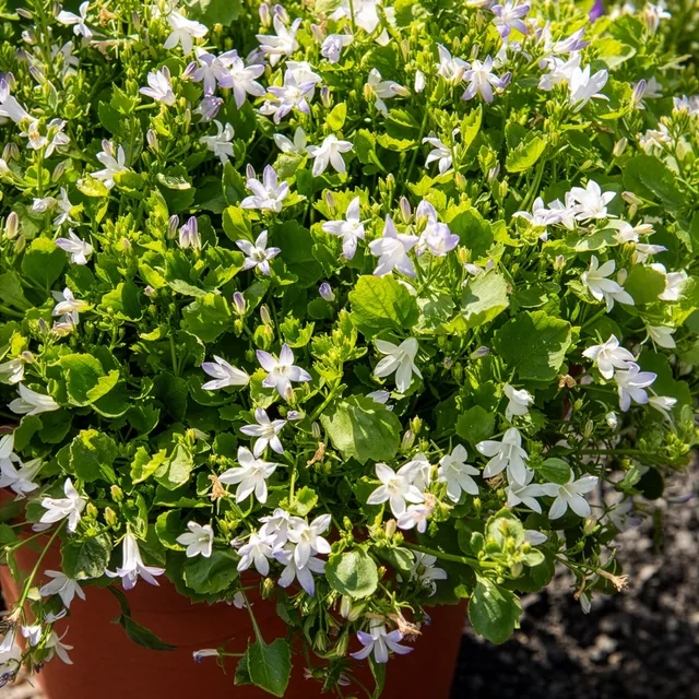 Bakker Campanule portens blanc vivace pot Ø 11 cm